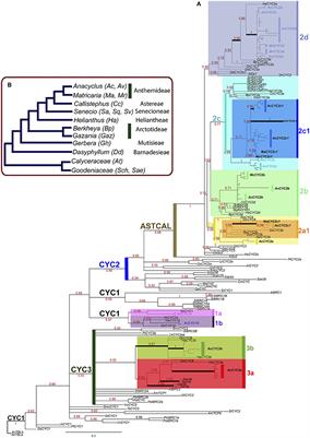 Evolution and Expression Patterns of CYC/TB1 Genes in Anacyclus: Phylogenetic Insights for Floral Symmetry Genes in Asteraceae